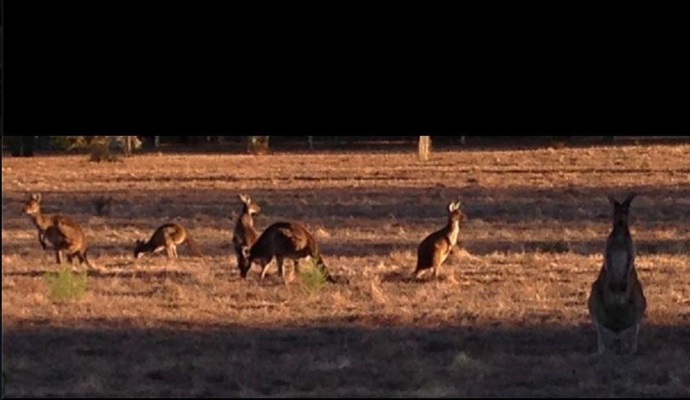 Busselton Guest House Esterno foto